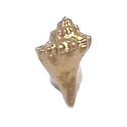 Small Conch Shell Knob in Antique Gold