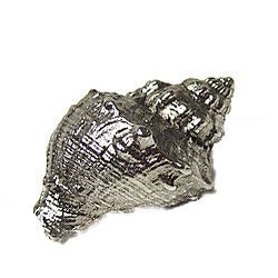 Murex Conch Knob in Antique Matte Silver