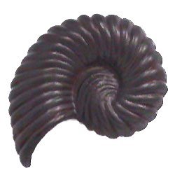 Large Nautilus Knob ( Tail to the Right) in Black with Verde Wash