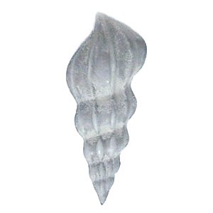 Spiraled Sea Shell Knob in Satin Pewter