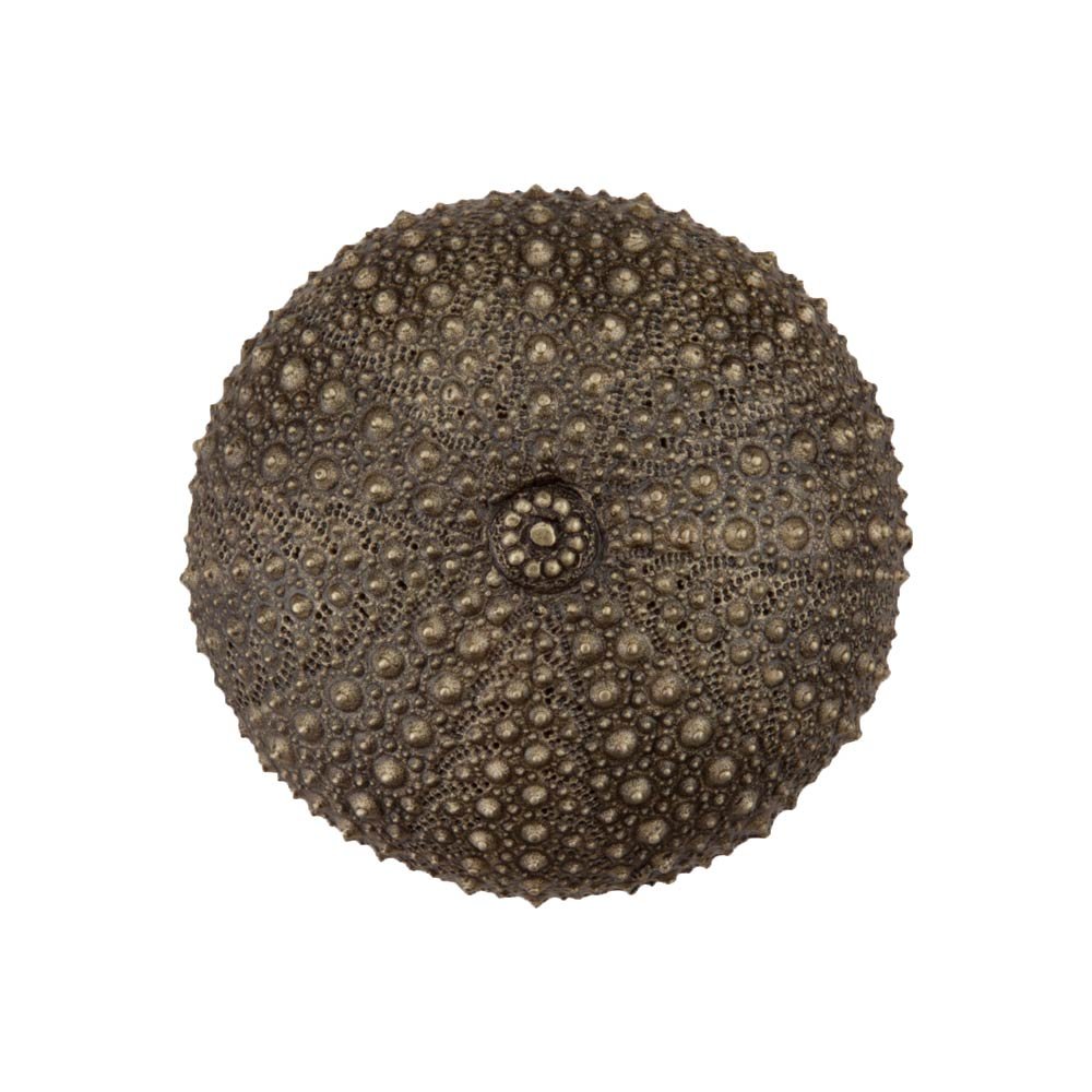 1 1/2" Sea Urchin Knob in Antique Brass