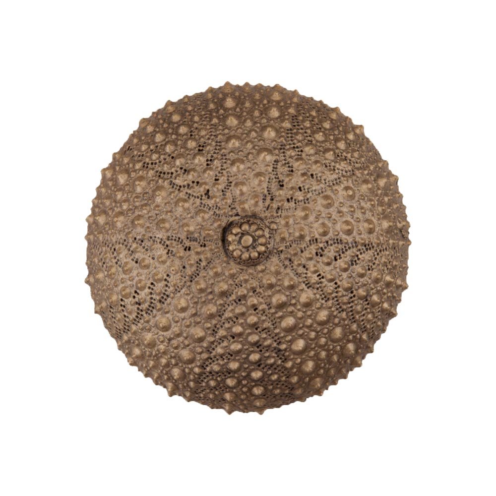 1 1/2" Sea Urchin Knob in Museum Gold