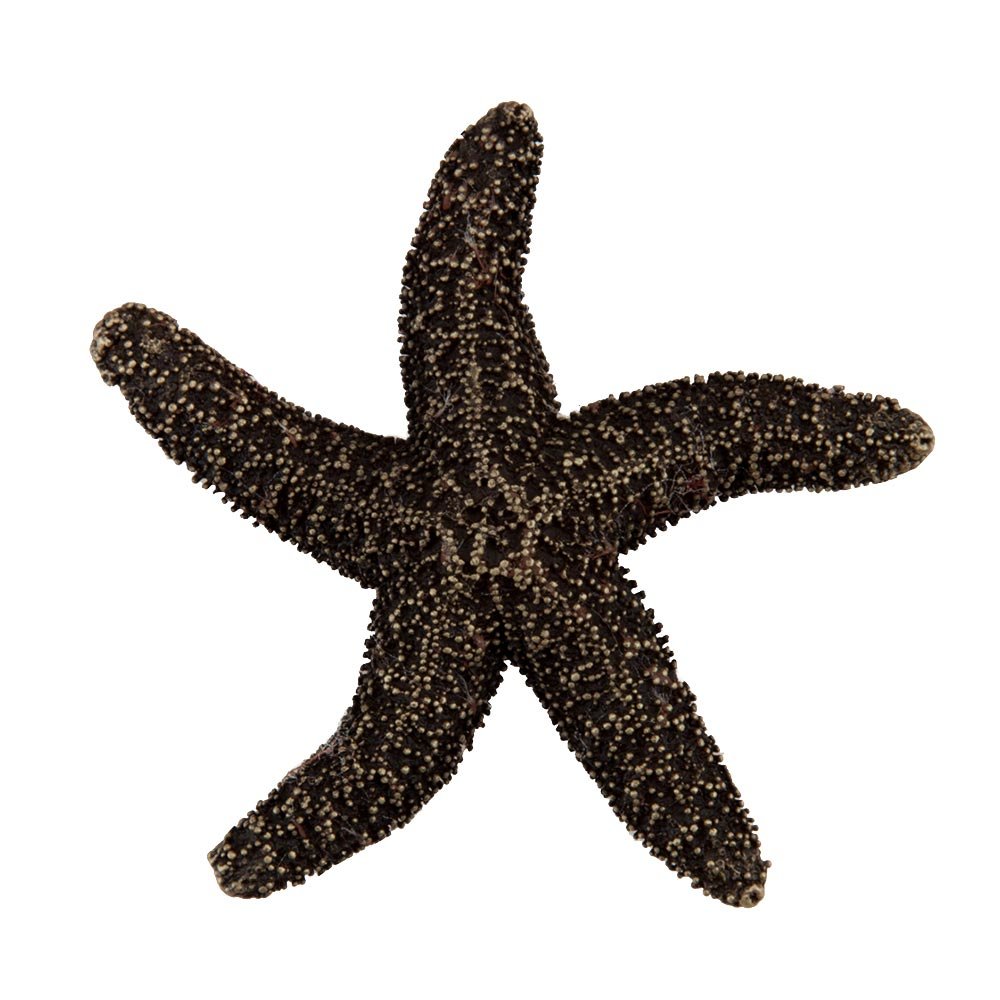 2 1/4" Natural Starfish Knob in Antique Brass