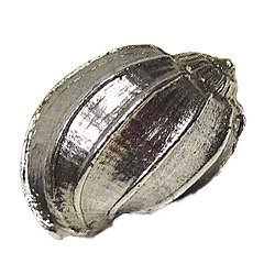 Bonnet Conch Knob in Antique Matte Silver