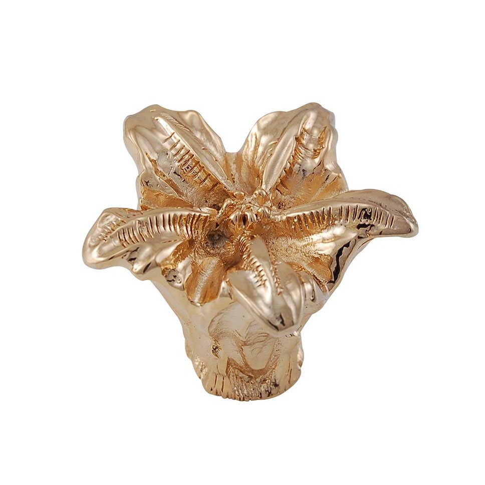 1 1/2" Lily Knob in Polished Gold